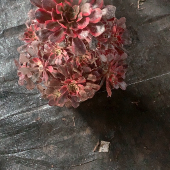 多肉植物香乃尔076