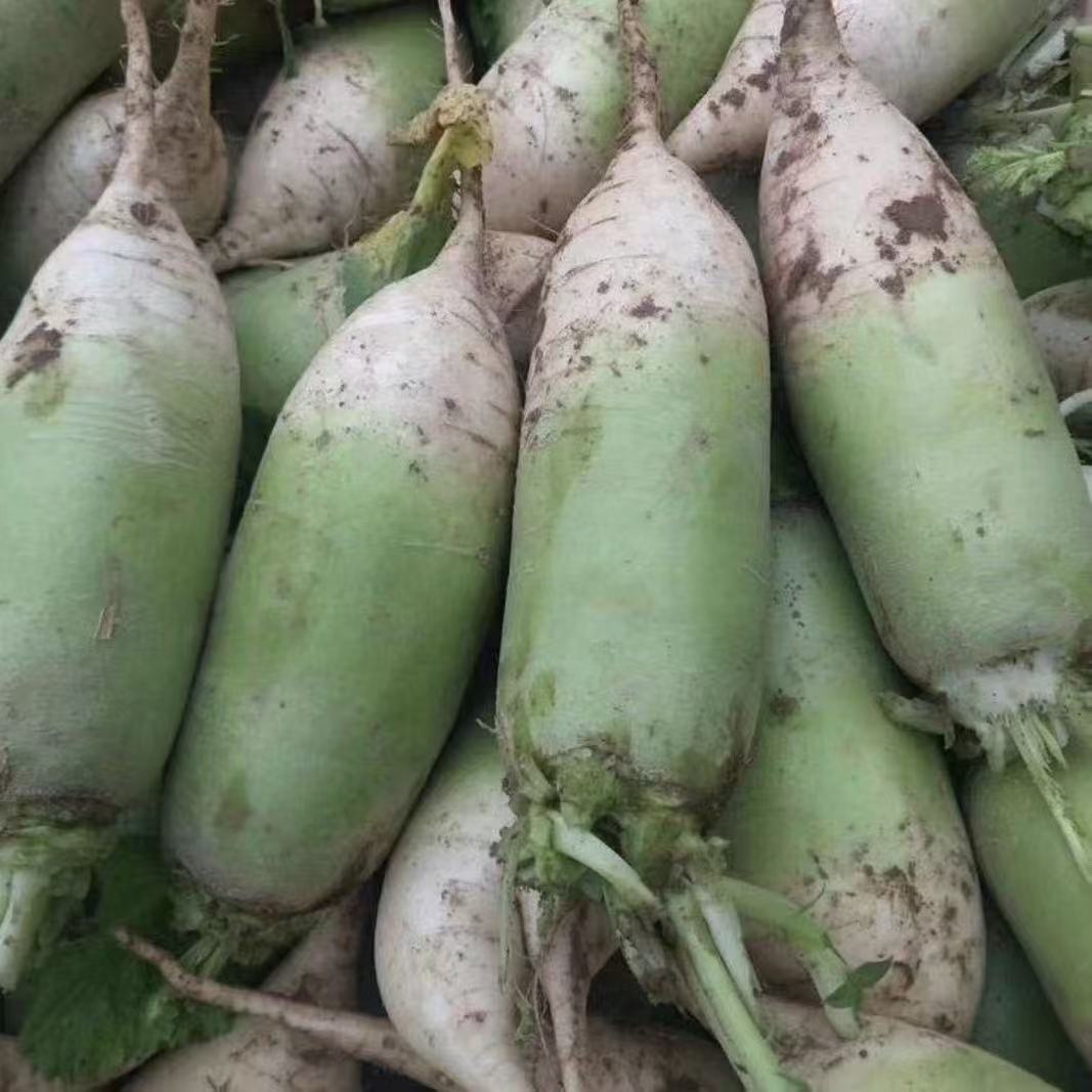 青萝卜沙窝萝卜阿达家菜地