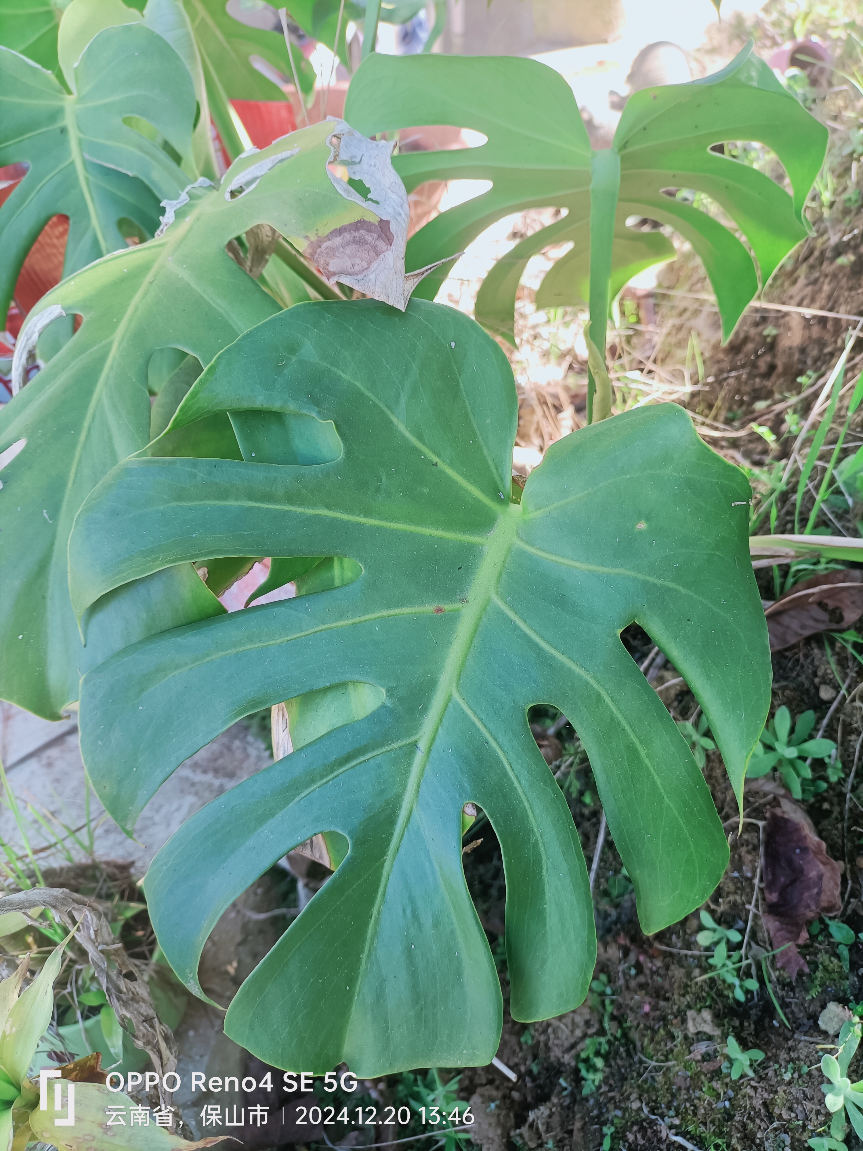 保山龟背竹，一年四季长青，吉祥富贵