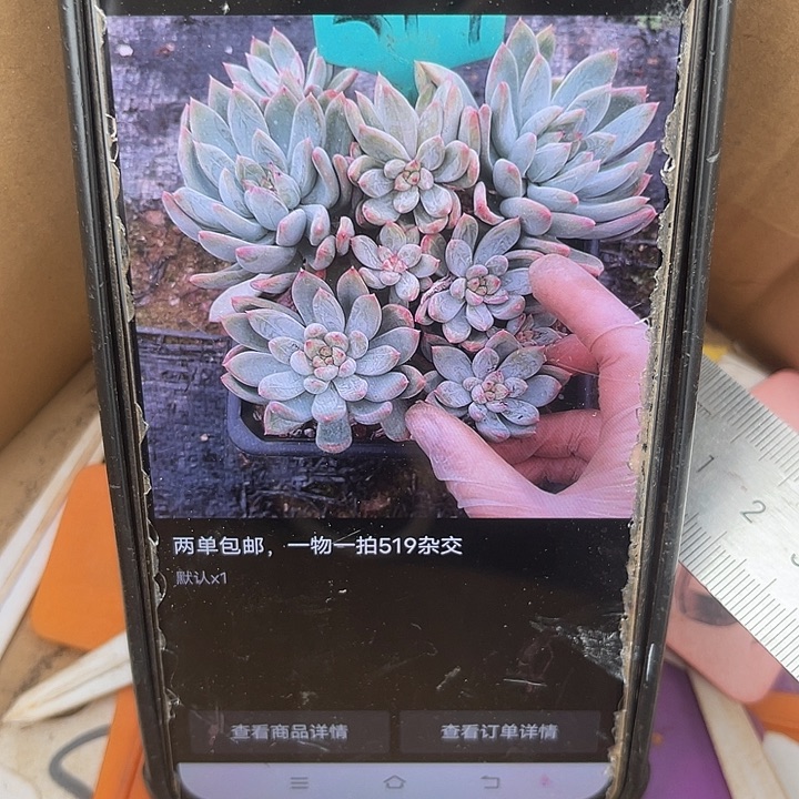 *****两单包邮，一物一拍519杂交