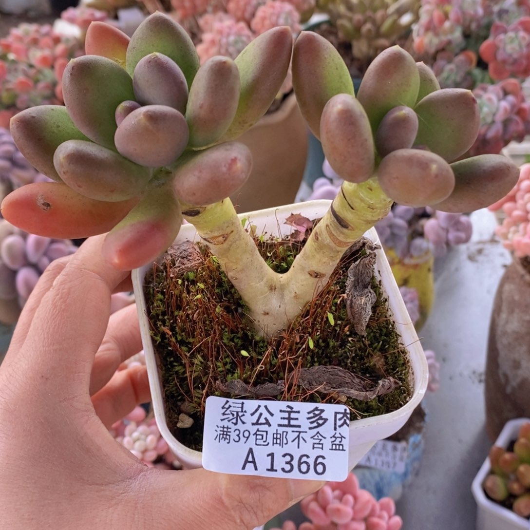 芒果奶老桩10cm1366多肉植物