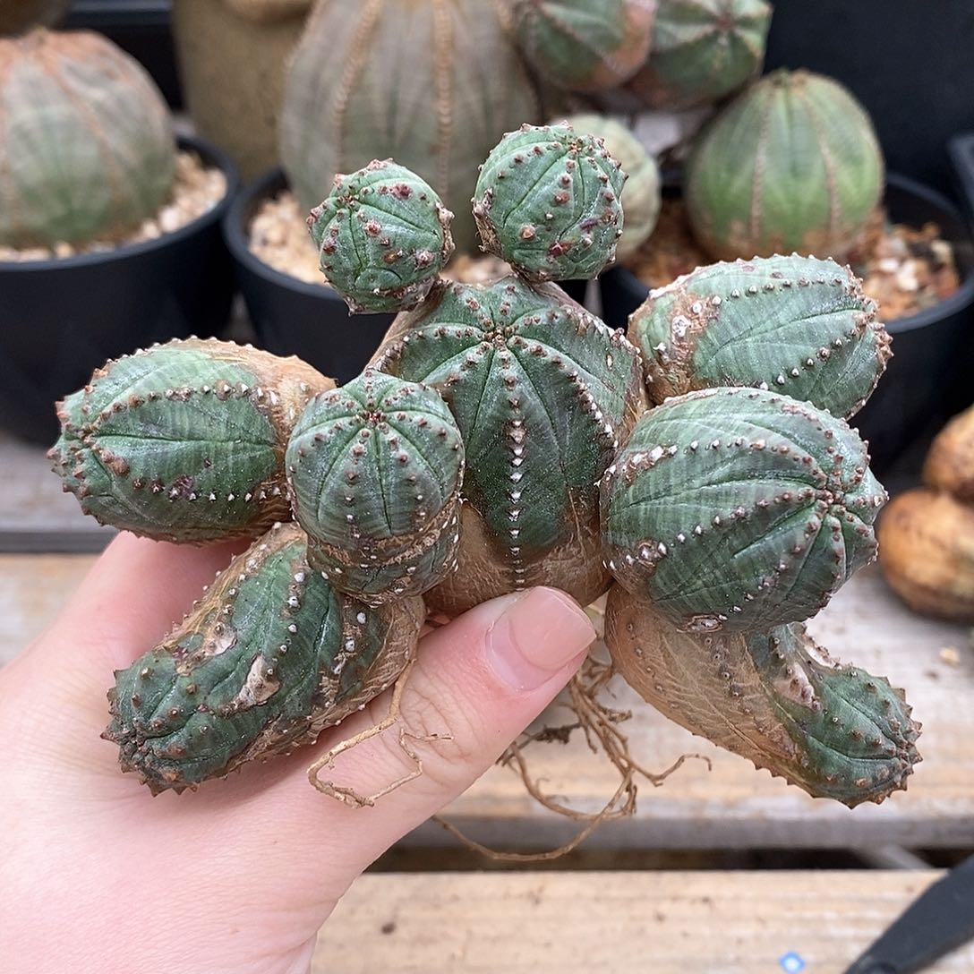 布纹球精品多肉一物一拍