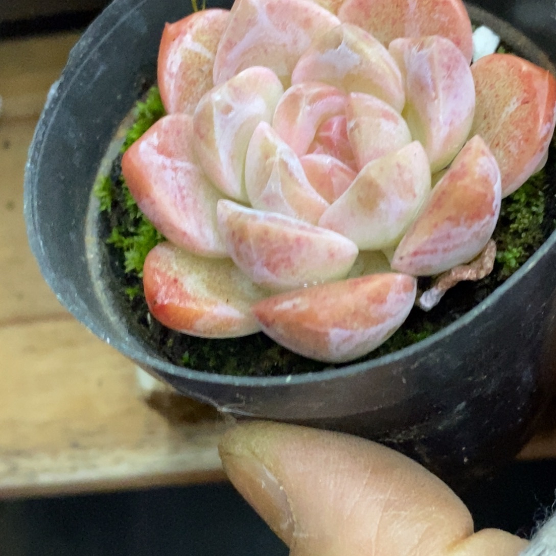 精品多肉一物一拍不包整474