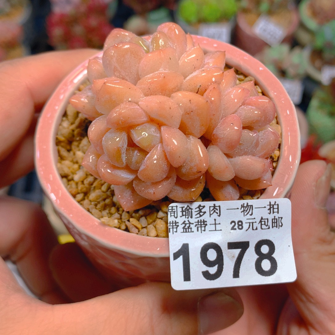 精控多肉植物1978