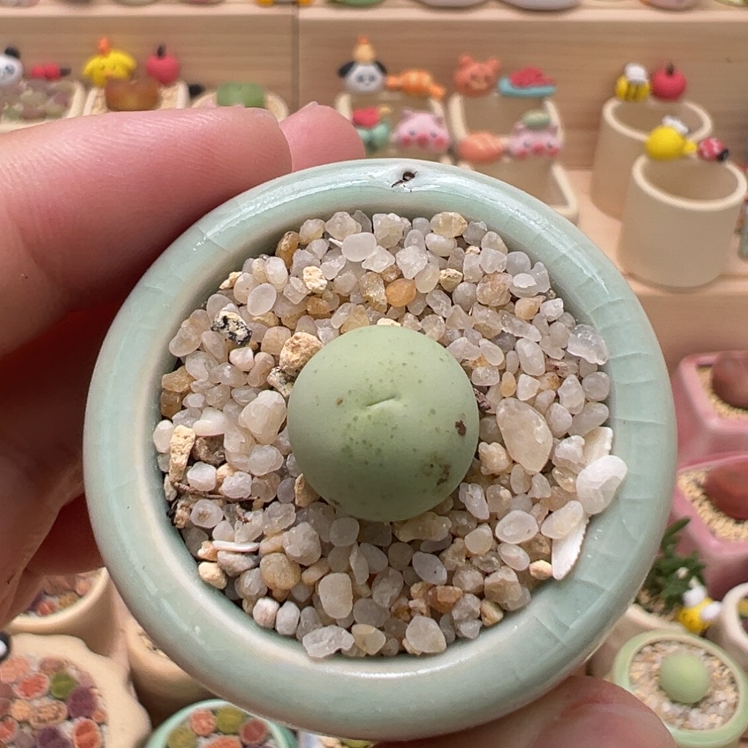 多肉植物26号鸽子蛋