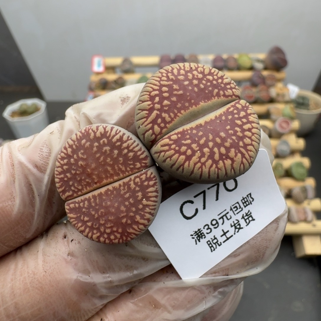 770哈哈哈哈哈哈哈哈哈