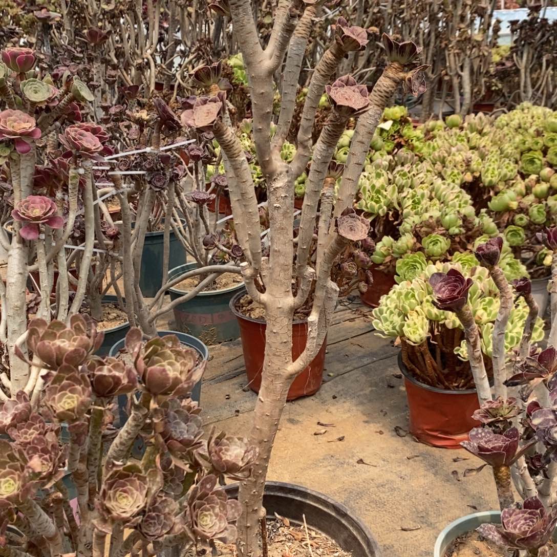 拉丝锦多肉植物040