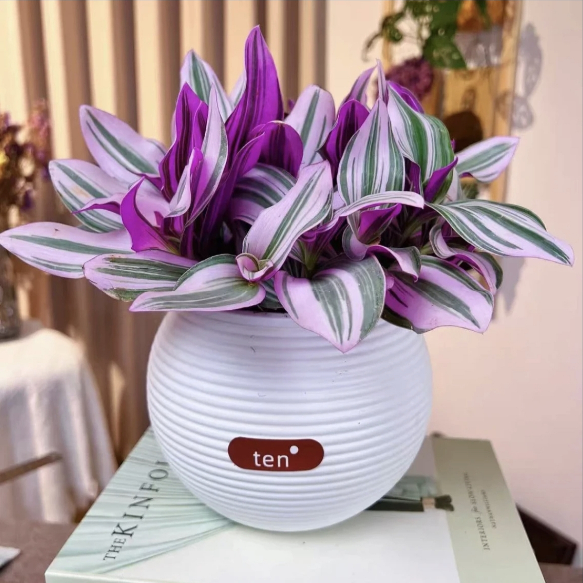 油画婚礼吊兰盆栽多肉紫露兰花室内办公室花卉绿植多肉土培植物