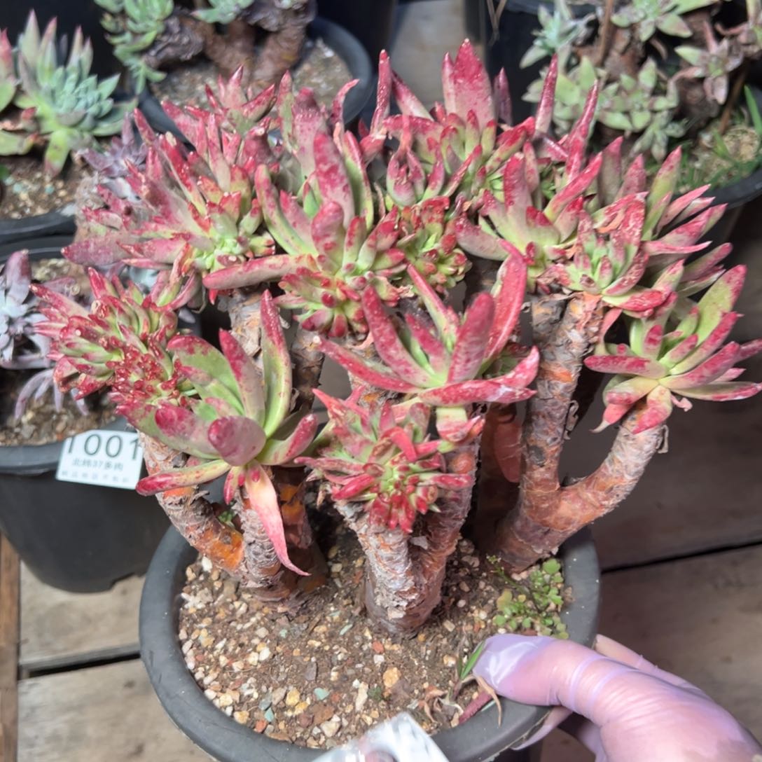 1003哈哈哈哈哈哈哈哈多肉