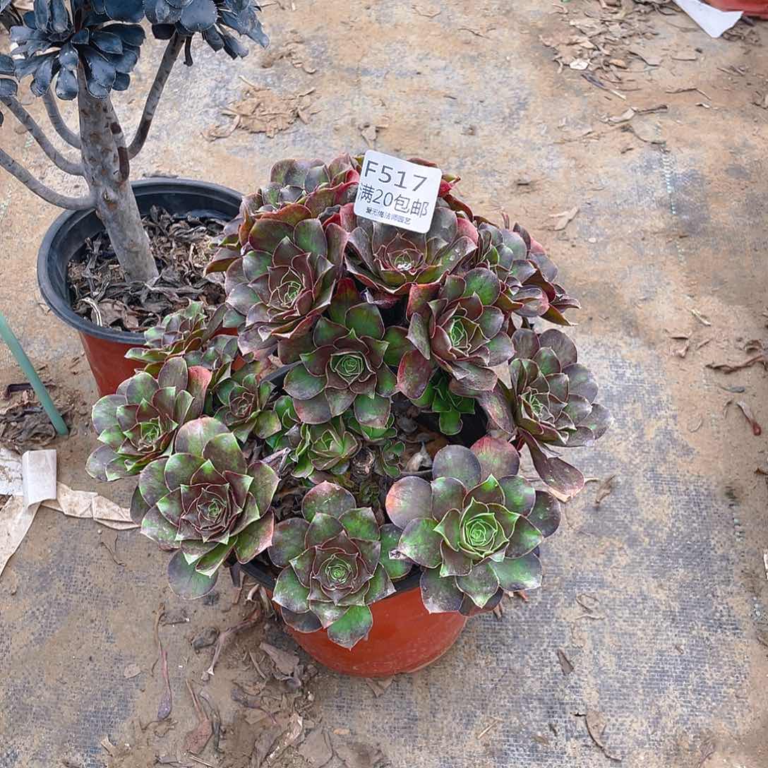 517魅金玫瑰多肉有老伤小损不包