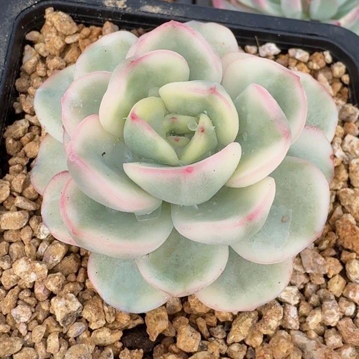 友谊锦量拍，多肉覆轮