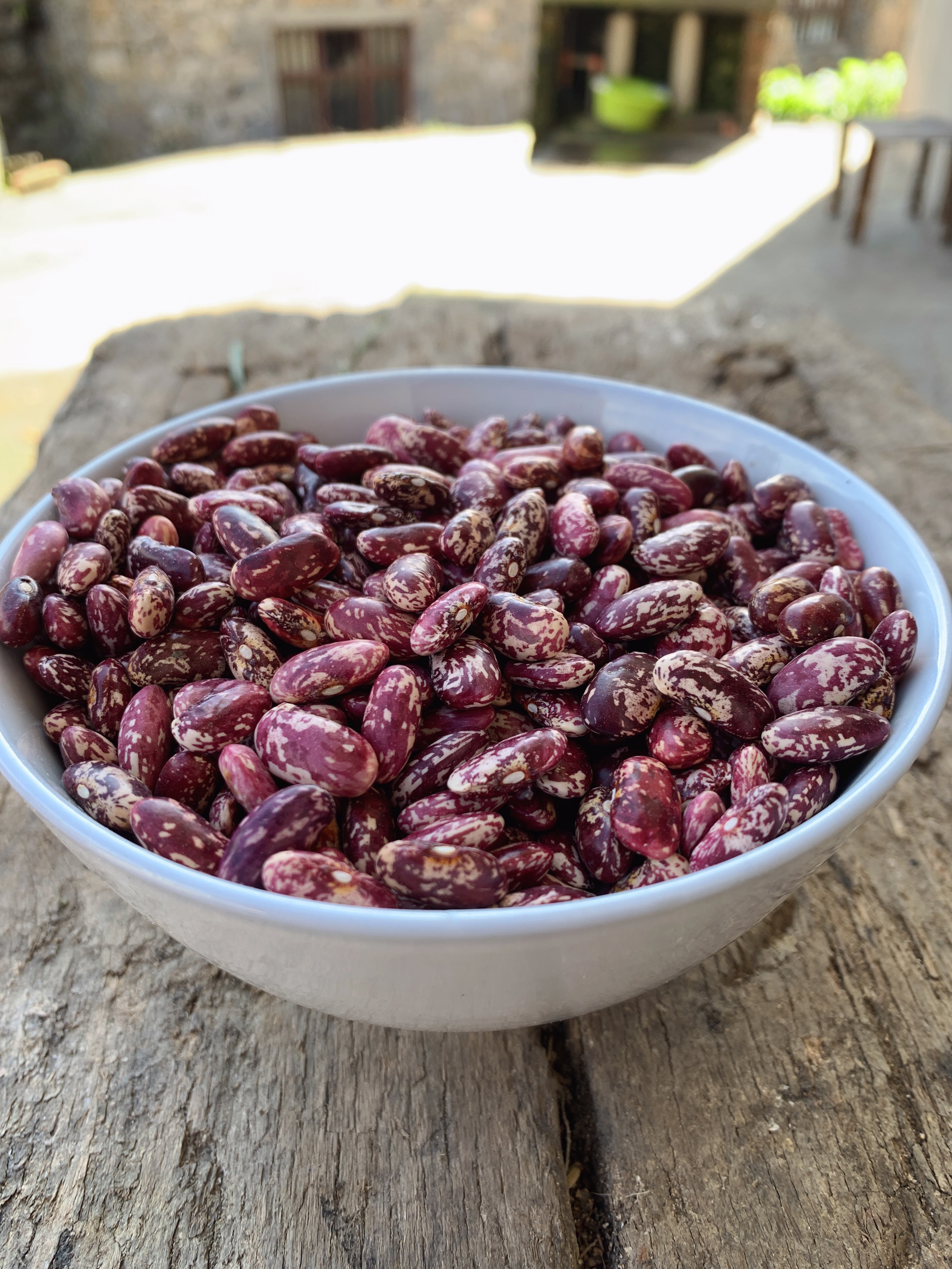 云南高山红花筋豆熬粥炖排骨煮汤佳品芸豆