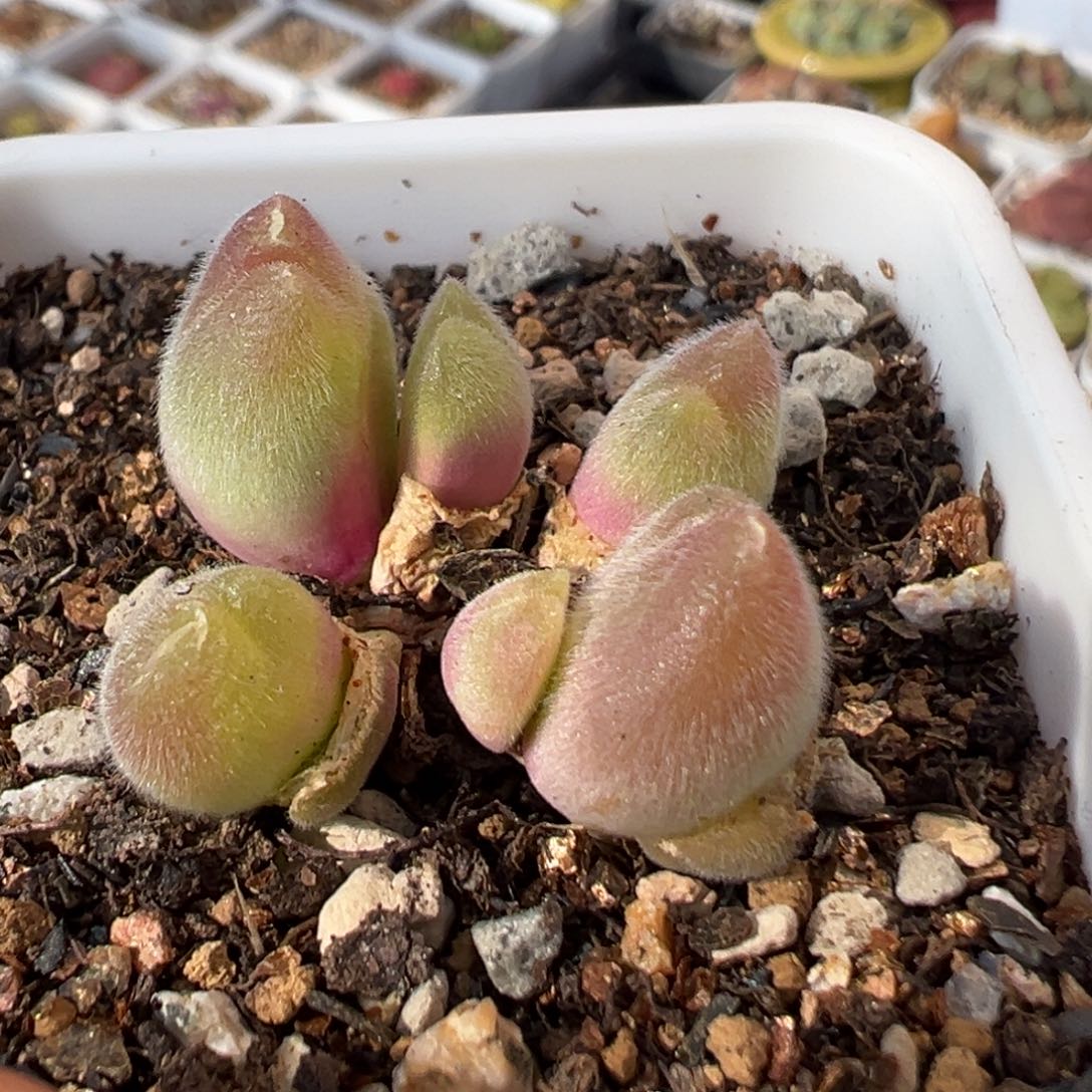 2103多肉植物百科毛翠滴