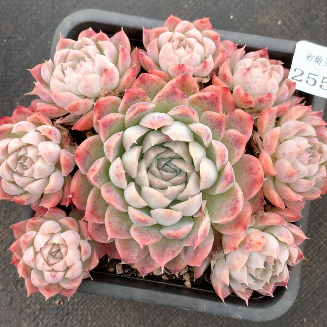 2557杂交多肉植物