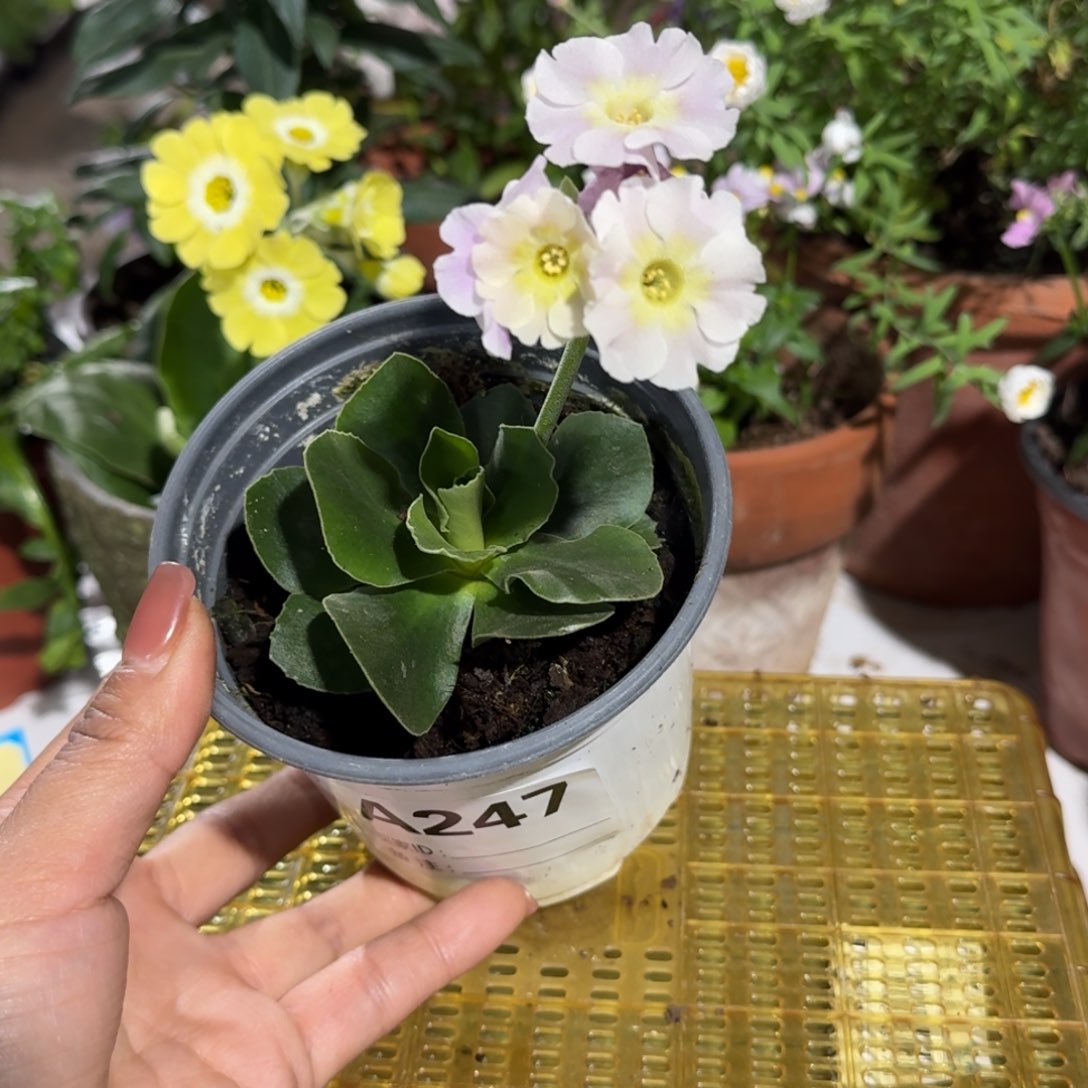 一物一拍耳叶报春A247