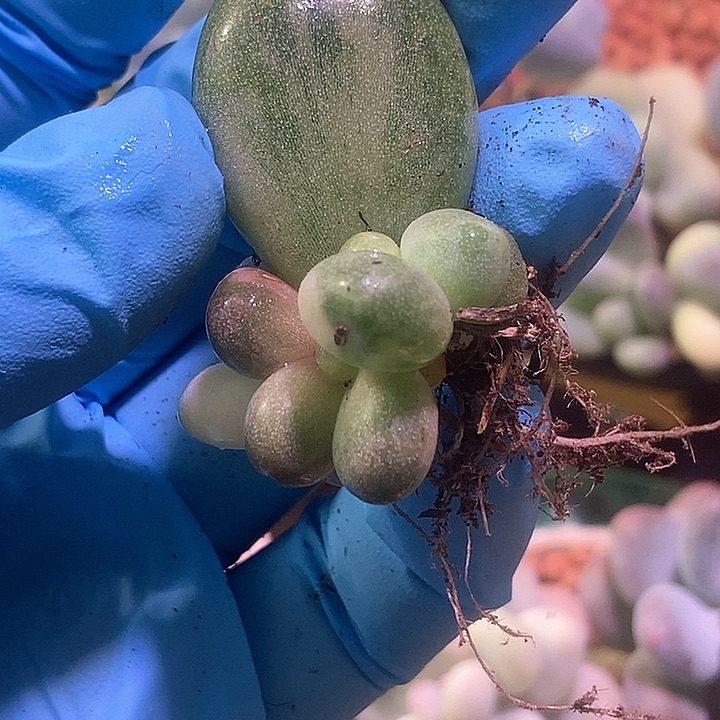 瓷白糖果美人锦多肉植物了