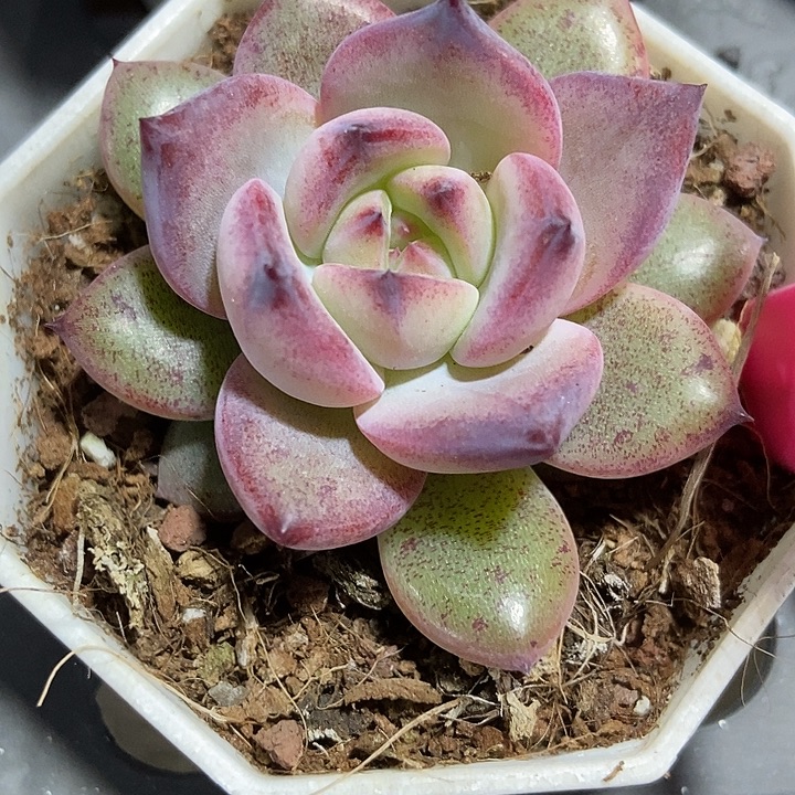 多肉植物夜魔侠103