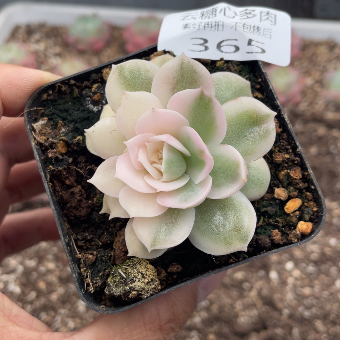 云糖心多肉植物365
