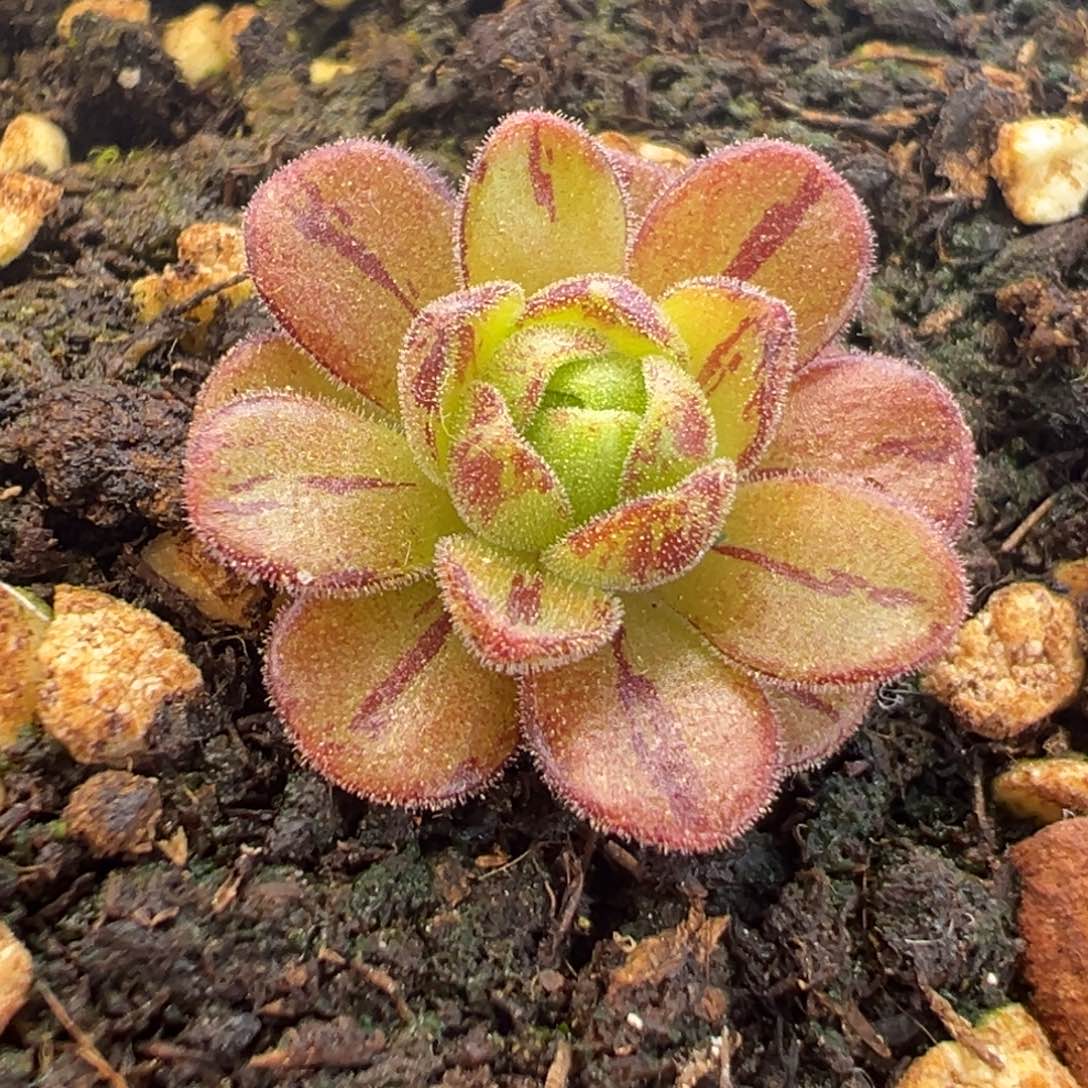 L18半城玫瑰红颜橄榄