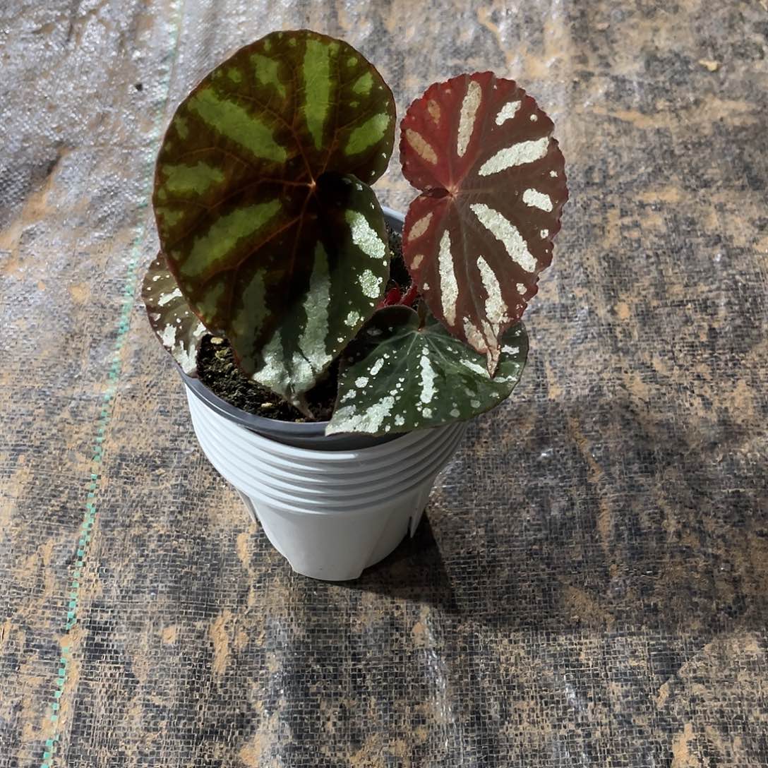 无花朵北约秋海棠威海