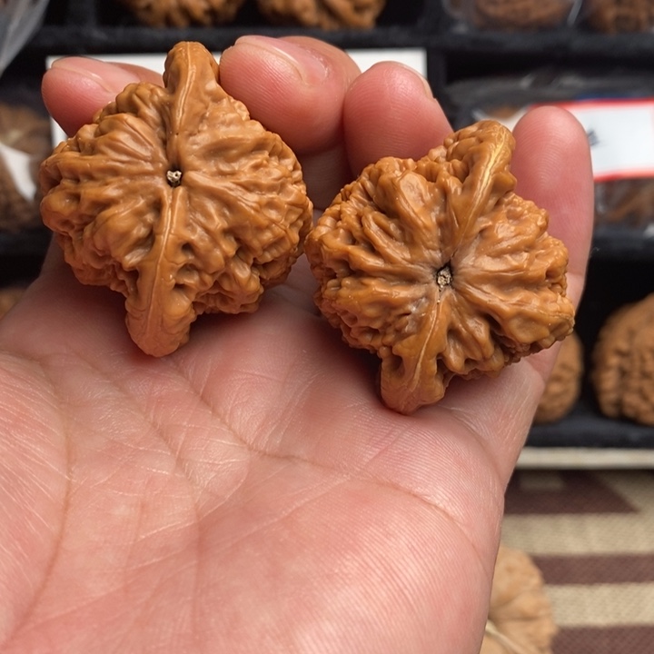 小众金公子43尺寸