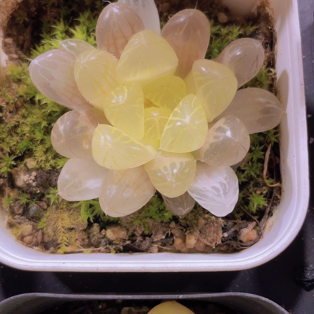 琥珀玉露锦w071一物一拍