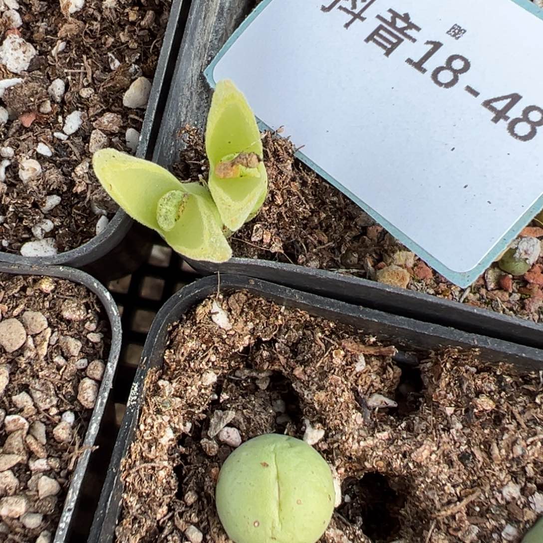 18-48量拍双头冰风铃母本一颗