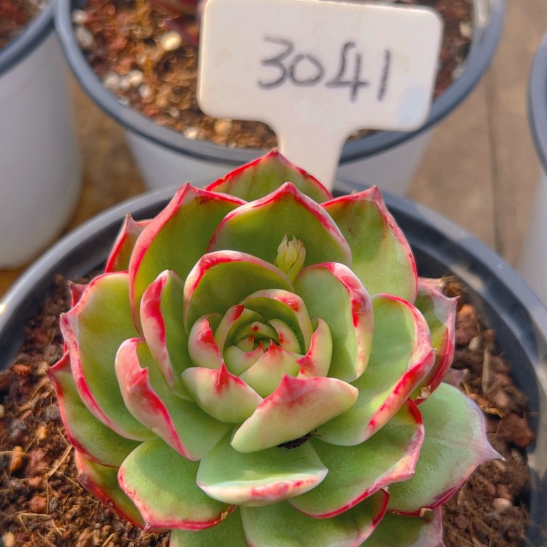 惊鸿仙子一物一拍3041号