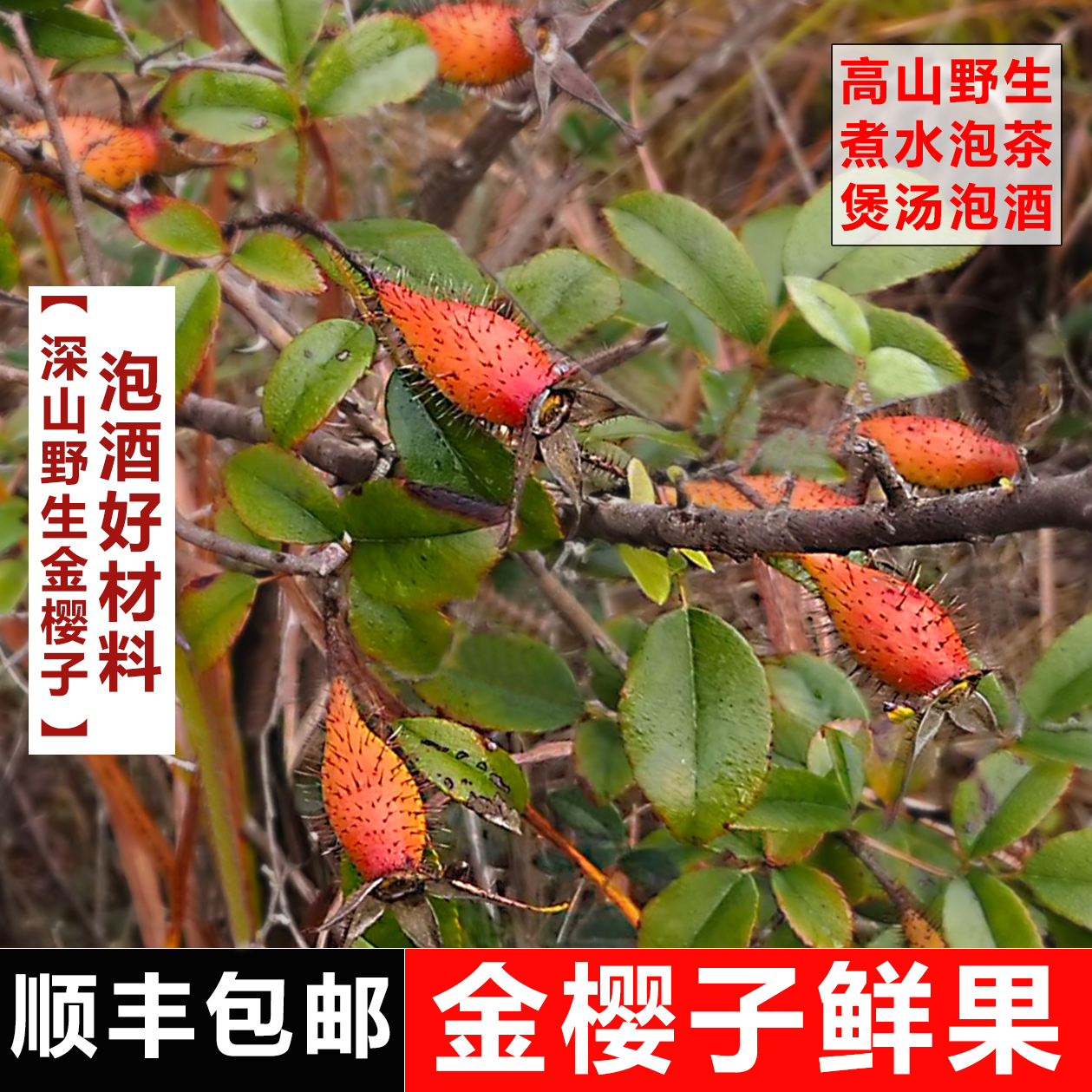 【顺丰包邮】2025新鲜野生金樱子鲜果泡酒料深山糖糖果中药材蜂糖罐