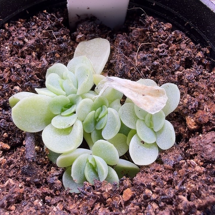 ****水晶独家麦秆5公分盆口