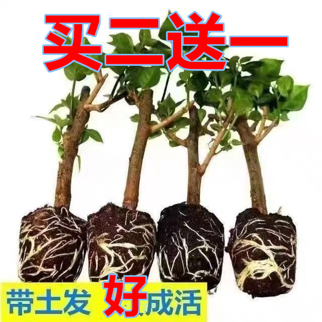 （买二送一）三角梅盆栽四季开花懒人植物耐寒庭院阳台绿植老桩苗木
