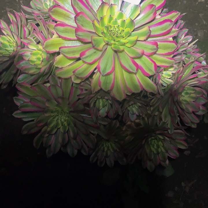 多肉法师129号夕颜发货不包损