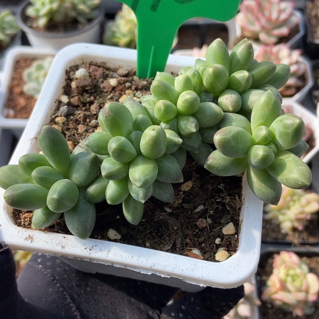 975千代田缀多肉植物保护
