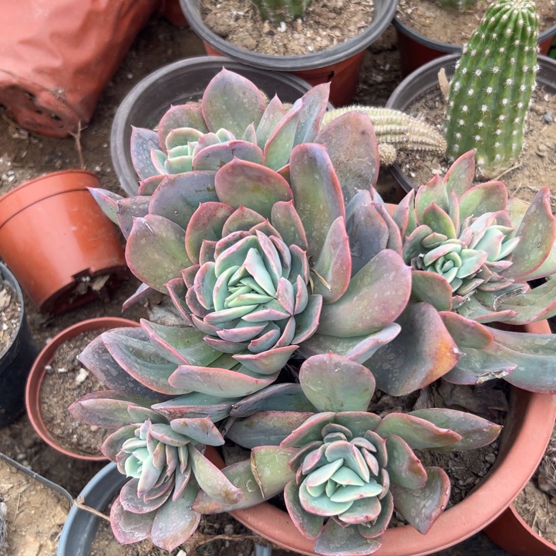 多肉植物绮罗群生