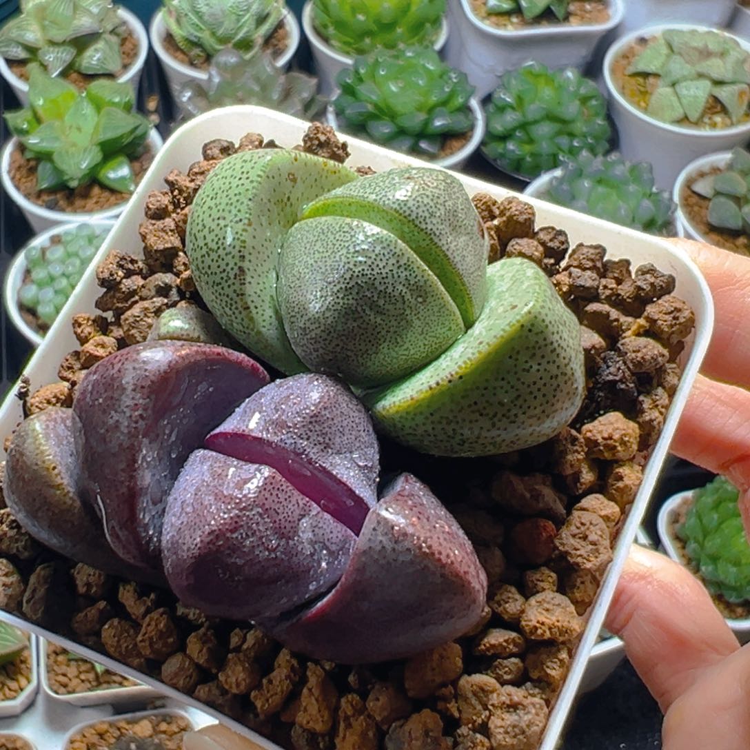 紫绿元宝多肉多肉