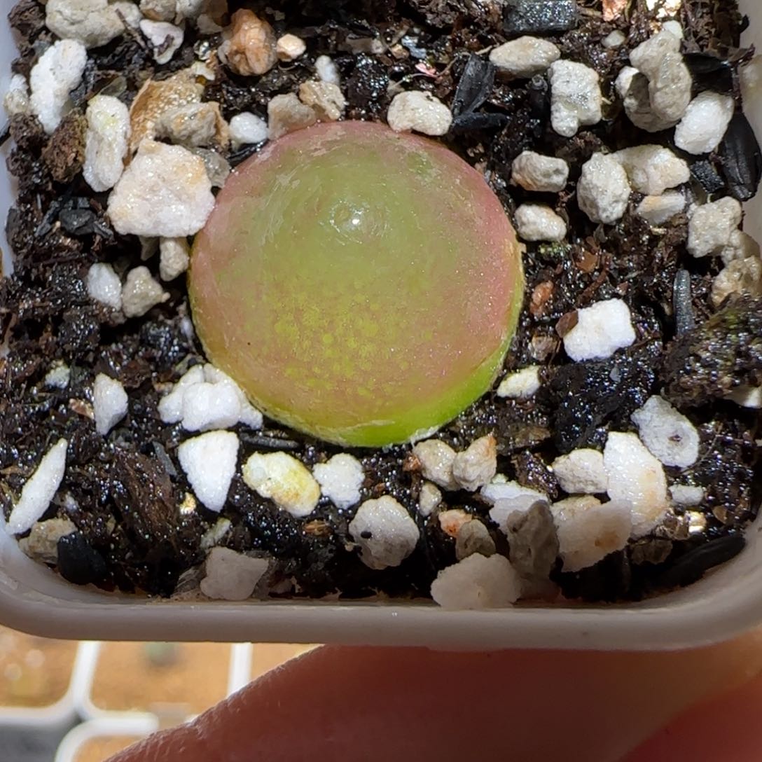 肉锥多肉植物百科-灯泡1279