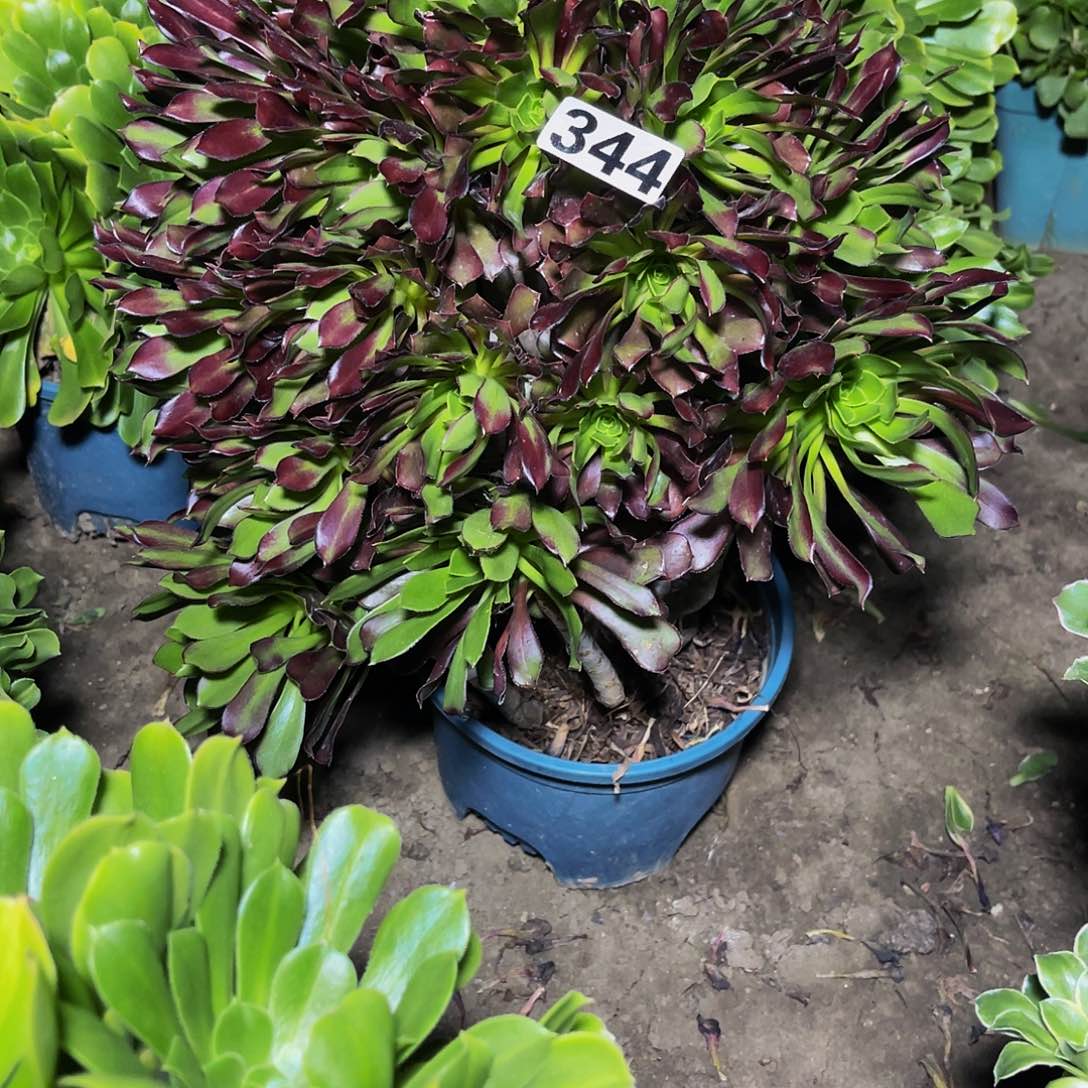 法师法师13-31包邮法师