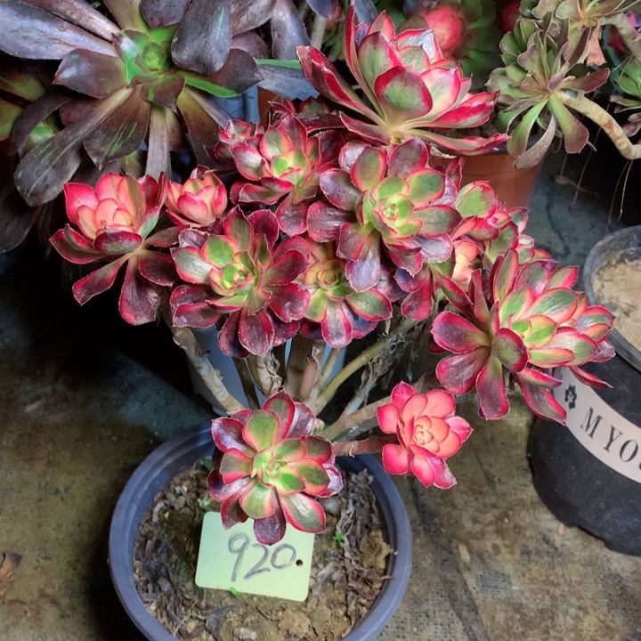 920香奈儿多肉一物一拍