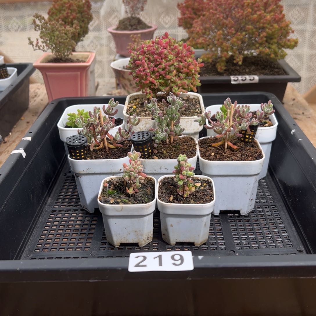 枝干番杏多肉植物219