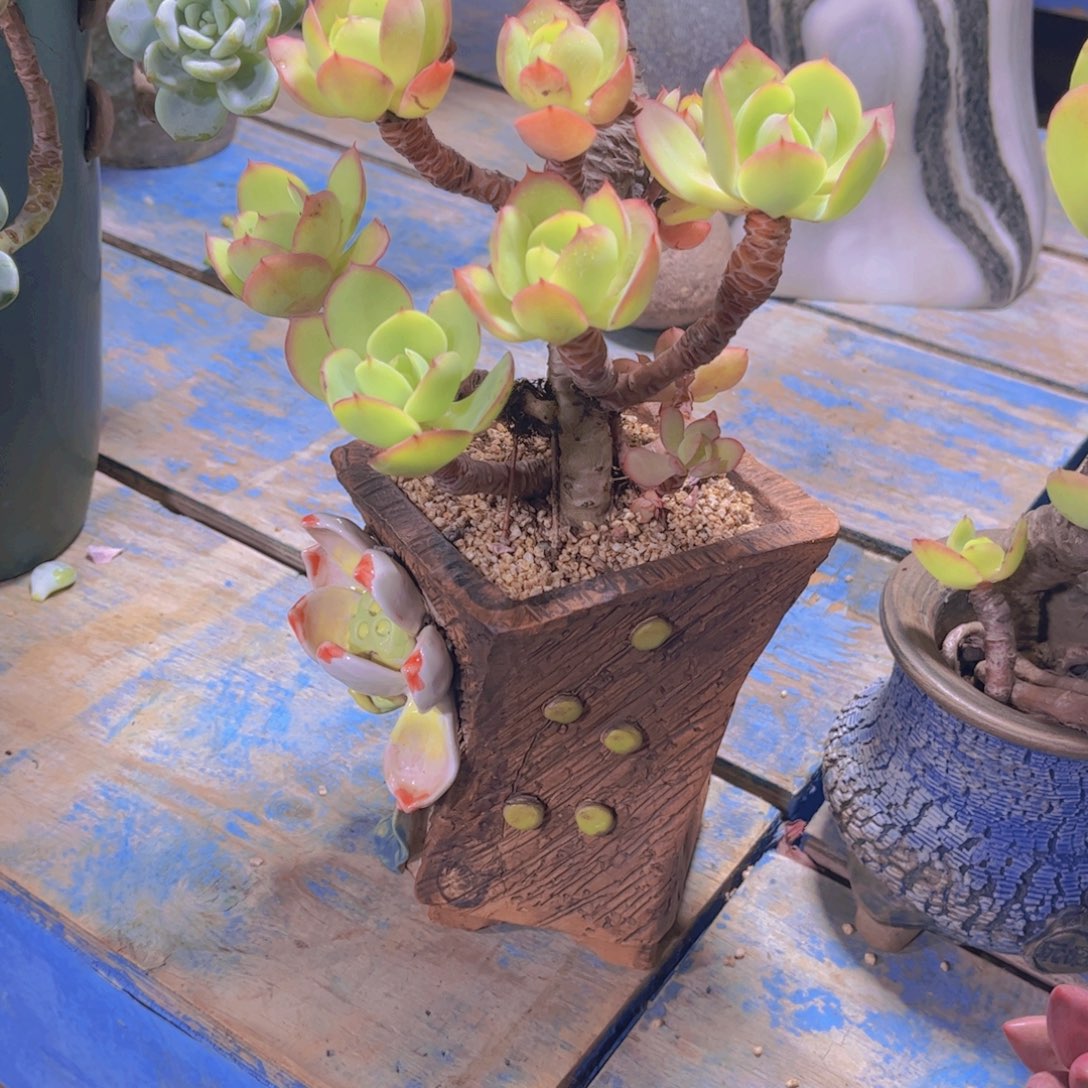 欣***莲多肉植物保护研究所所长一
