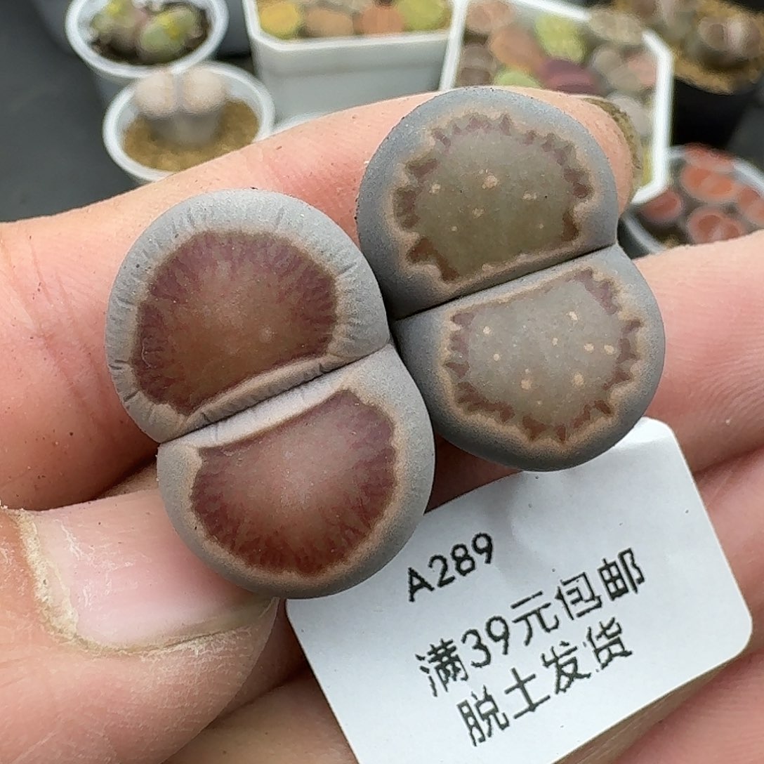 289多肉哈哈哈哈哈哈哈