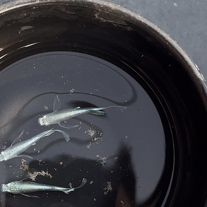 青鳉鱼天使一公两母