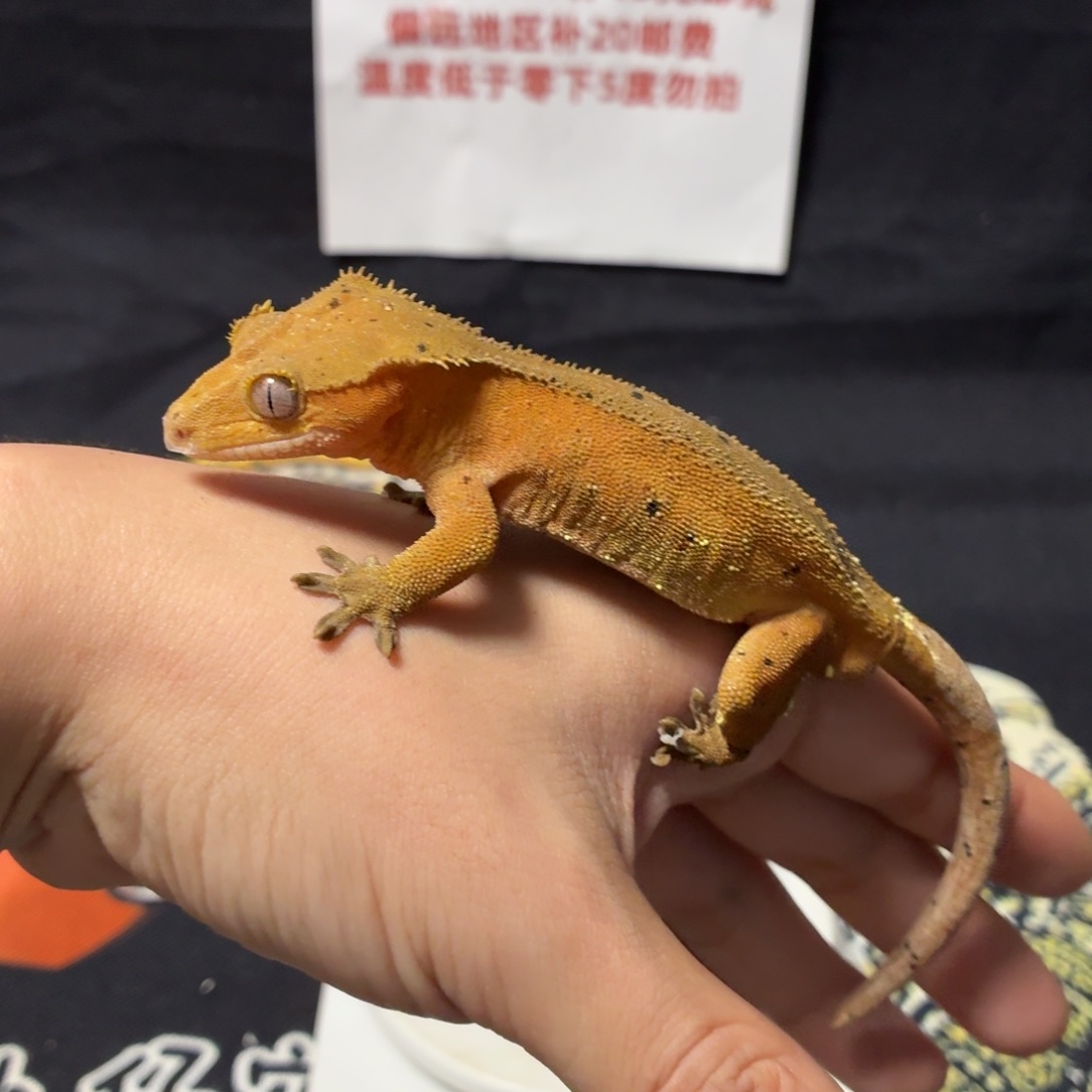 睫角守宫睫角守宫可爱入门