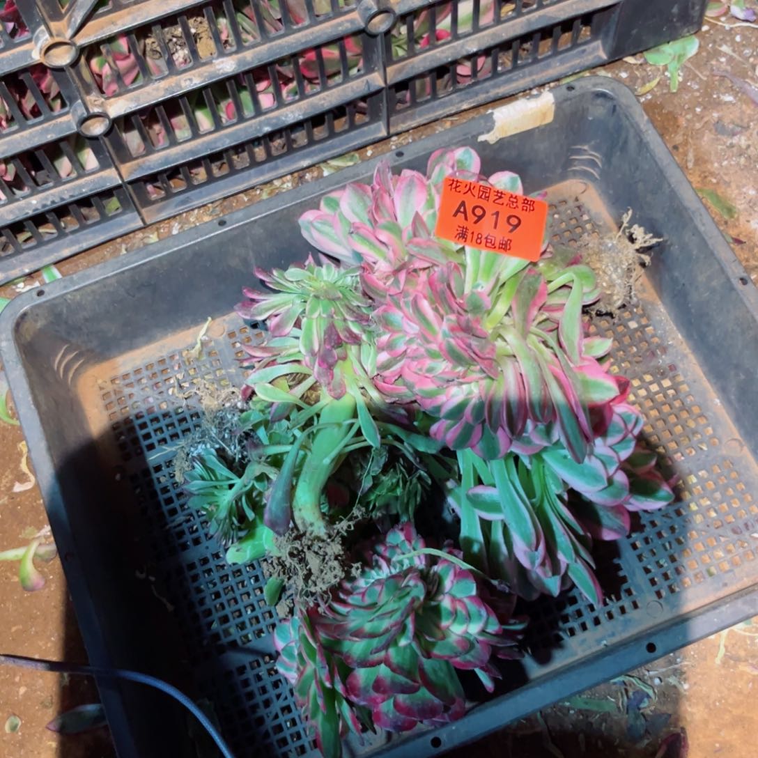 组合919多肉植物