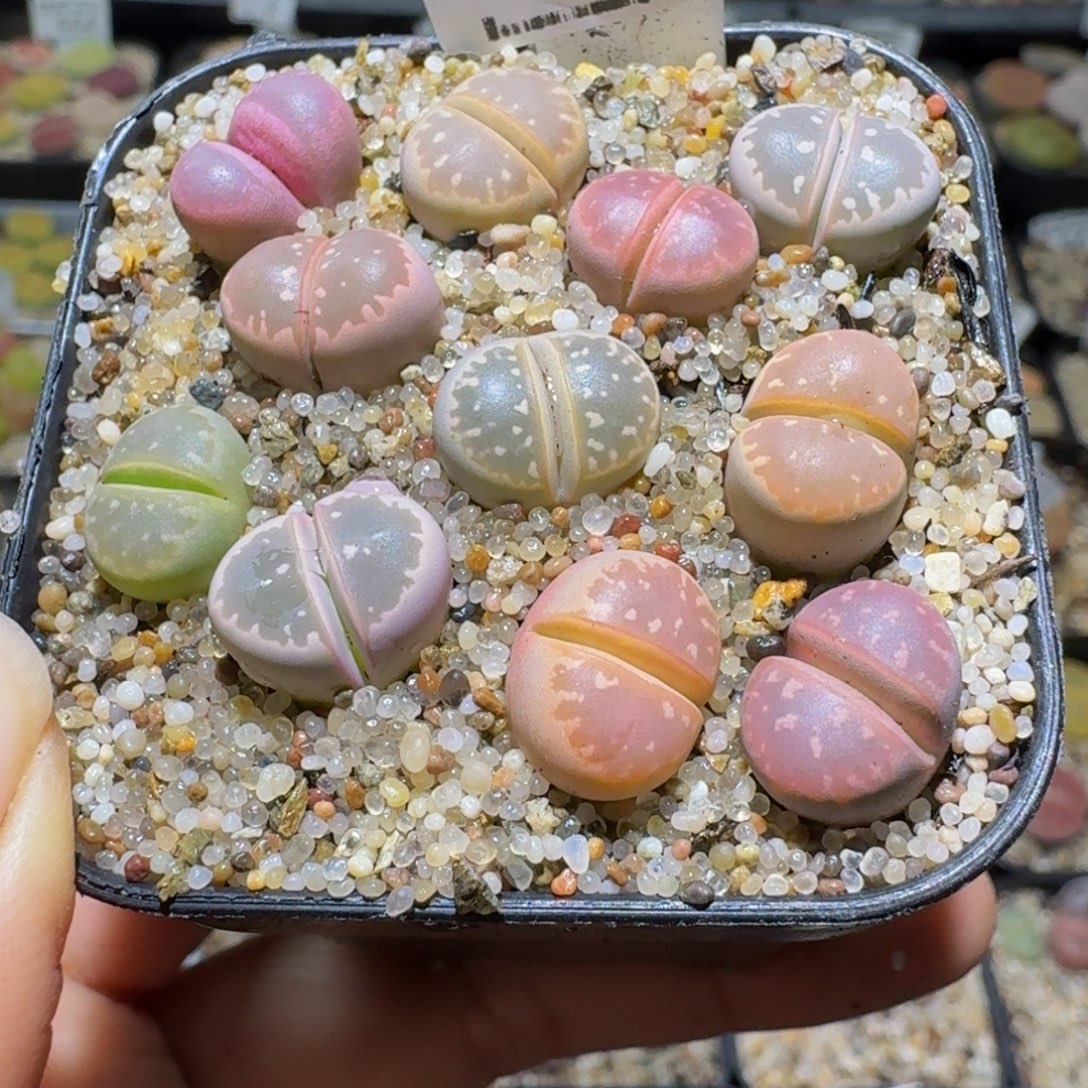 Ssss清棚价便宜1458