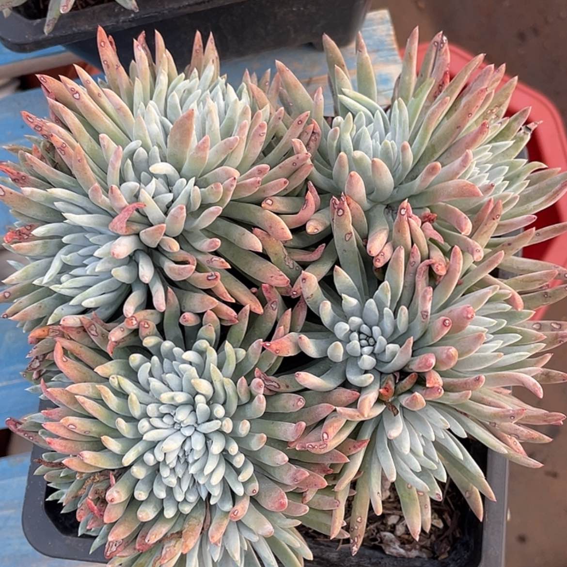 【闪购商品】雪花缀化