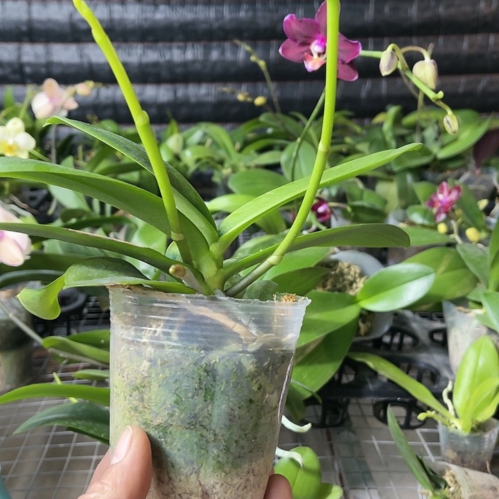 当前无花栽培后可以开花美杜莎