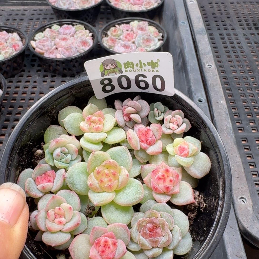 多肉植物多肉植物