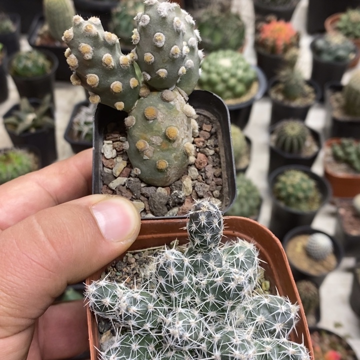 肖壶舞豆2颗特价包邮