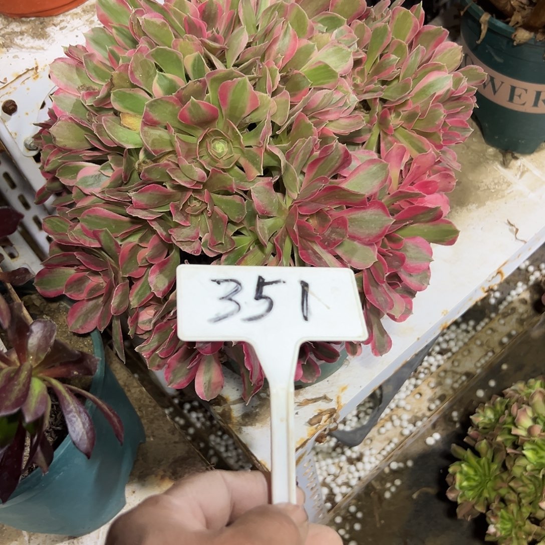 多肉植物妖月法师351